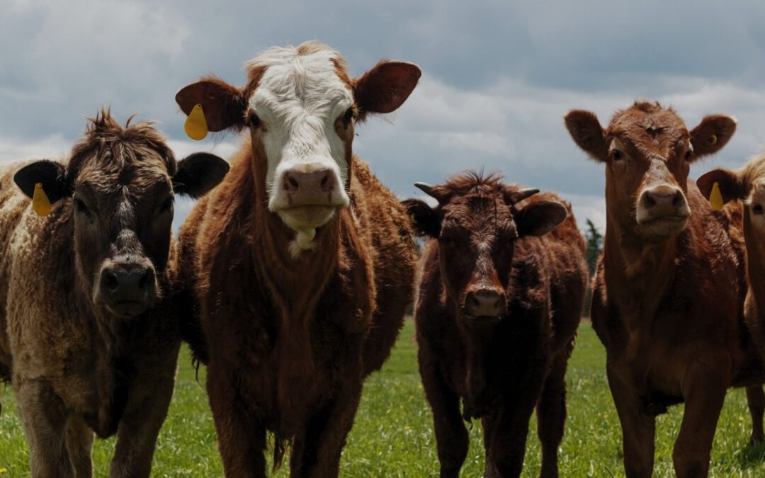 Why Grass-Fed Beef Is Different (In Ways That Matter)